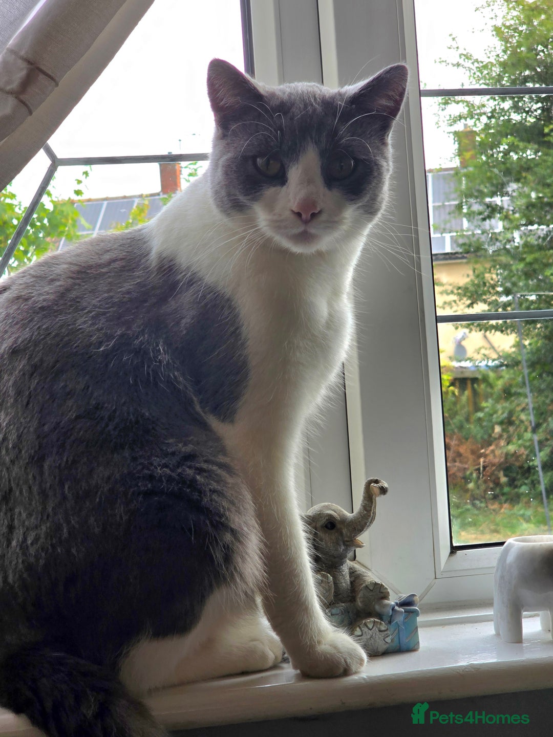 Mixed Breed cats for sale: 3 adult cats - Advert 2