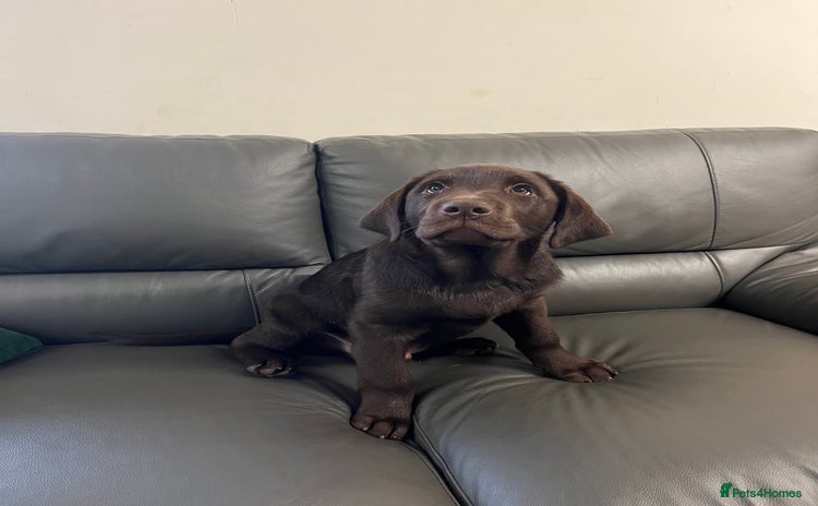 Labrador Retriever dogs - Advert 3