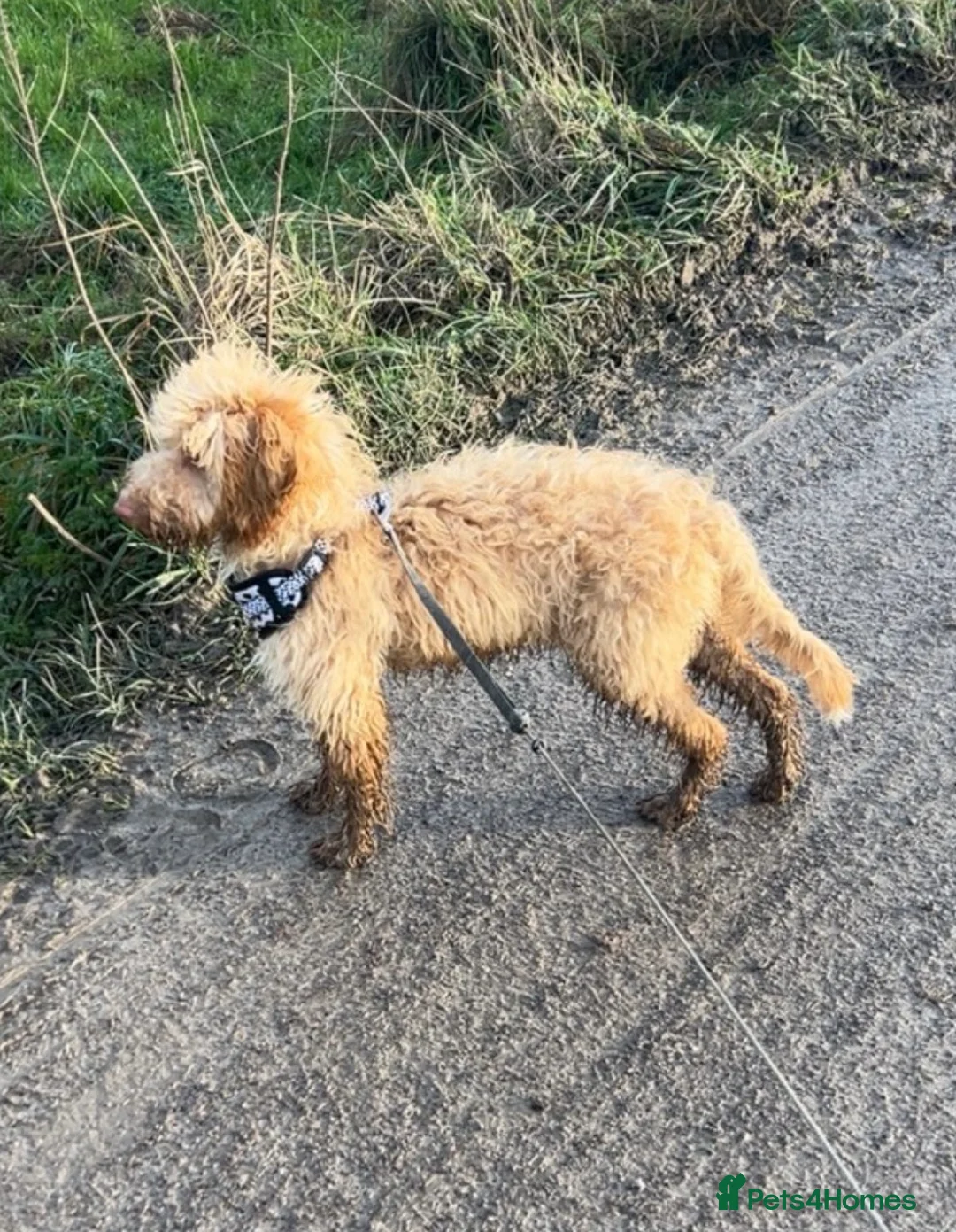 Cockapoo dogs for sale: Beautiful 6-Month-Old Apricot Cockapoo Girl - Advert 2