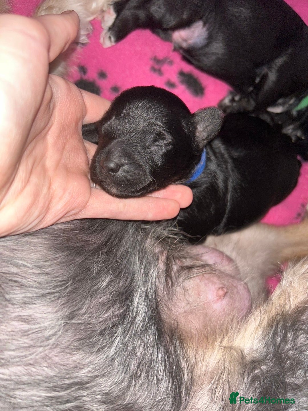 Yorkiepoo dogs for sale: Yorkiepoo Puppies - Image 4