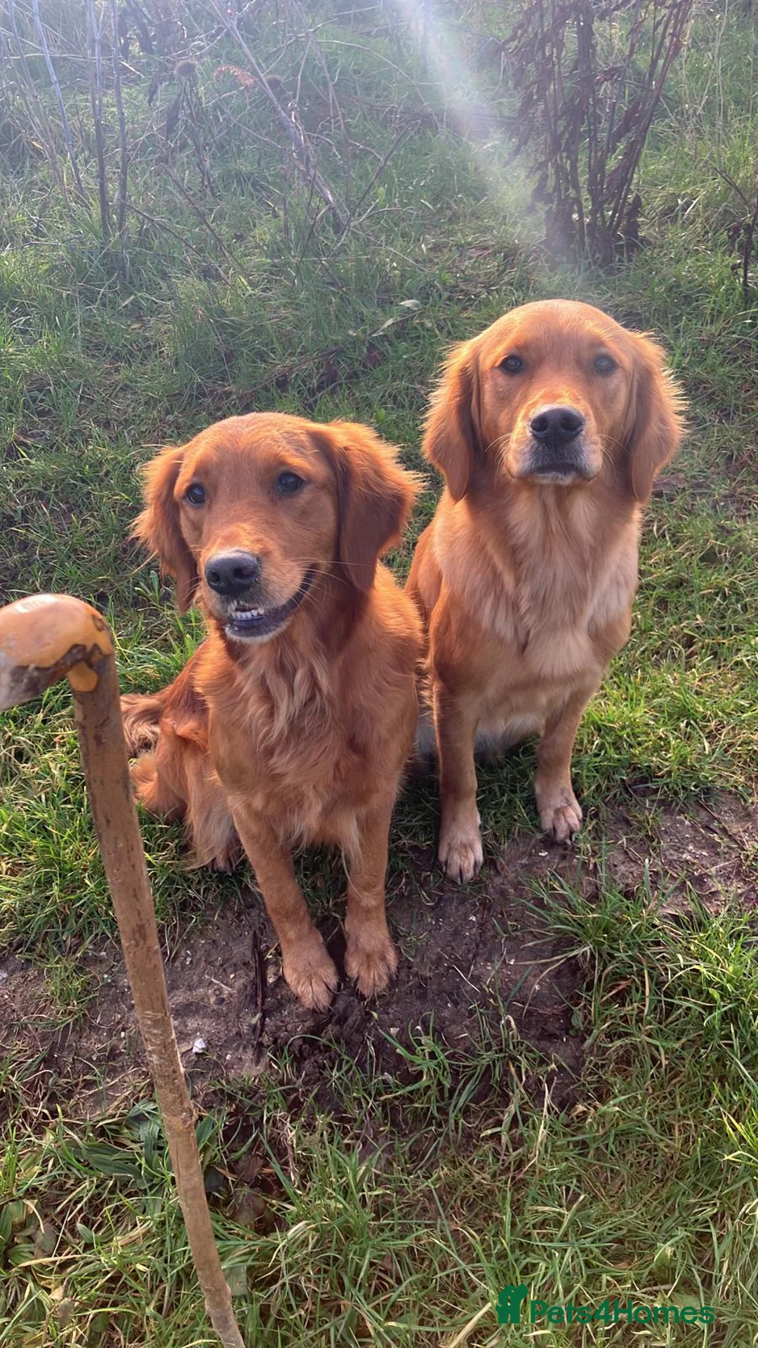 Golden Retriever dogs for sale: Excellent duel purpose KC Golden Retriver boy in Matlock - Advert 3