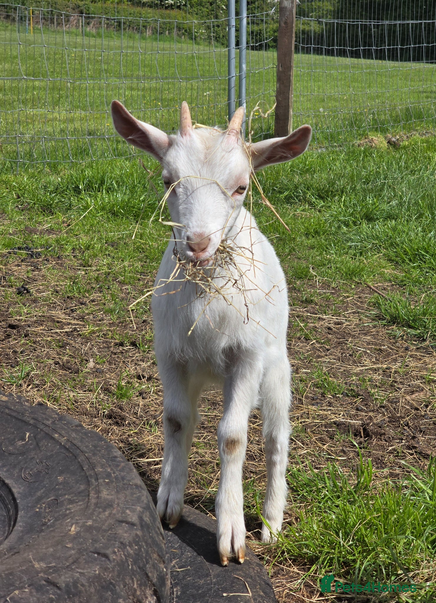 Goats livestock Saanen cross Nigora Goat Kids For Sale  - Advert 15