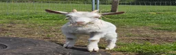 Goats livestock for sale: Saanen cross Nigora Goat Kids For Sale  - Advert 1