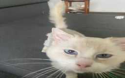 Ragdoll cats for sale: Beautiful Bodhi - Image 2