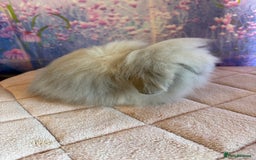 Mini Lion Lop rabbits for sale: Double mane lionlops vaccinated ready 21st Dec - Advert 10