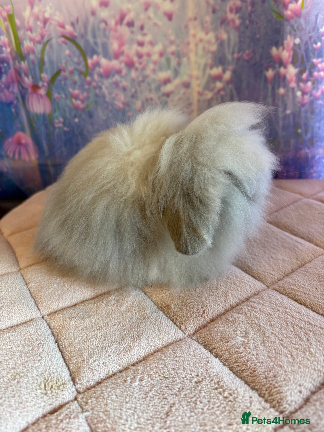 Mini Lion Lop rabbits for sale: Double mane lionlops vaccinated ready 21st Dec - Advert 10