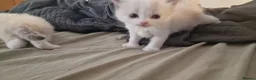 Ragdoll cats for sale: Pure ragdoll kittens looking for a new home - Advert 14