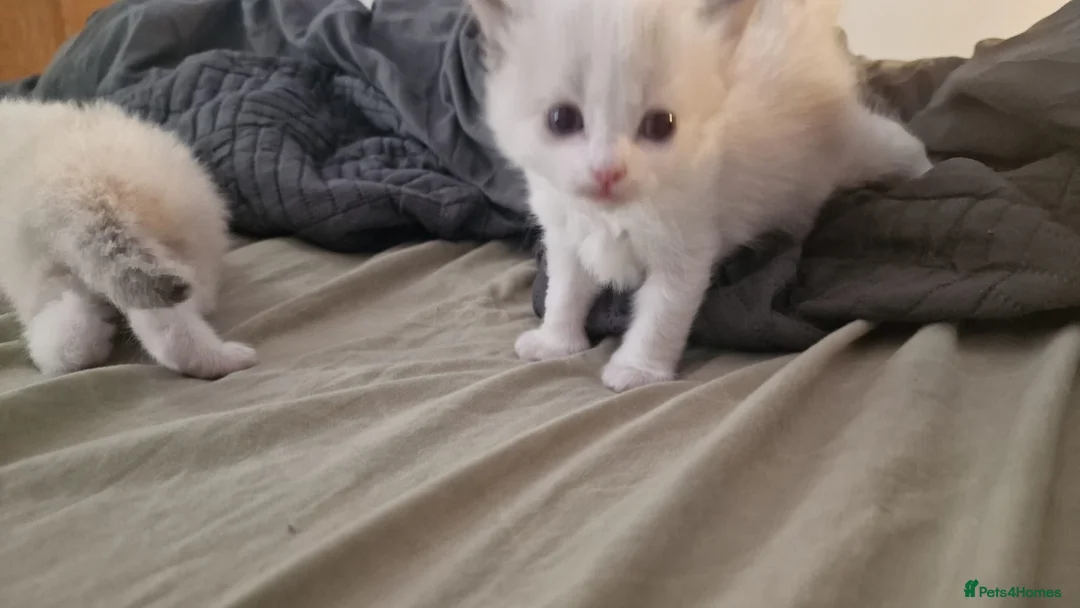 Ragdoll cats for sale: Pure ragdoll kittens looking for a new home - Advert 14