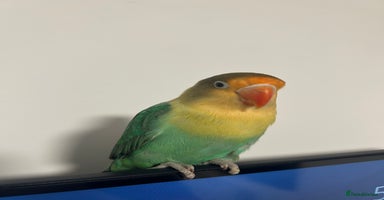 Lovebirds birds - Advert 14