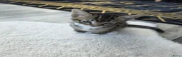 Toybob cats for sale: Tabby Kitten 2months old  in Glasgow - Advert 2