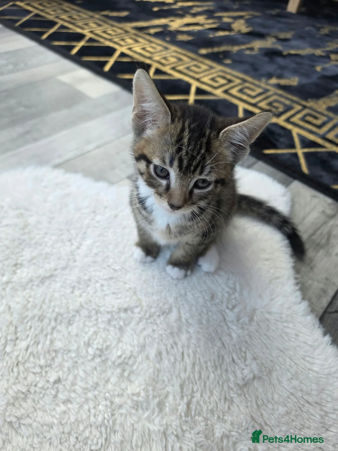 Toybob cats for sale: Tabby Kitten 2months old  in Glasgow - Advert 2