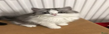 Persian 1