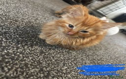 Mixed Breed cats for sale: 9 amazing kittens for rehoming (free) - Image 3