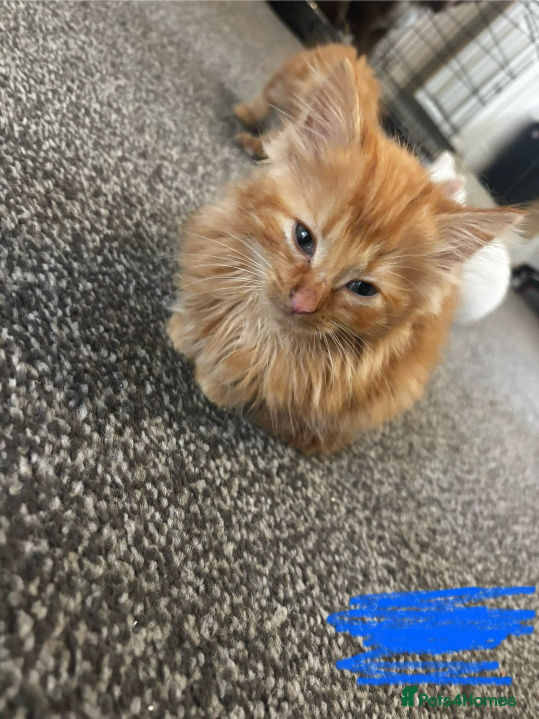 Mixed Breed cats for sale: 9 amazing kittens for rehoming (free) - Image 3