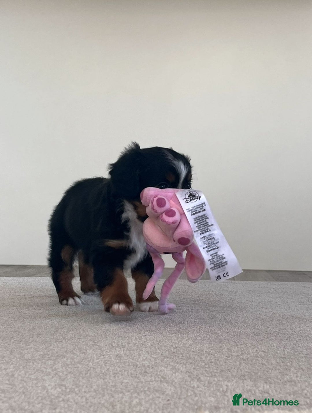 Cavapoo dogs for sale: Tri cavapoo puppy ready now  - Image 6