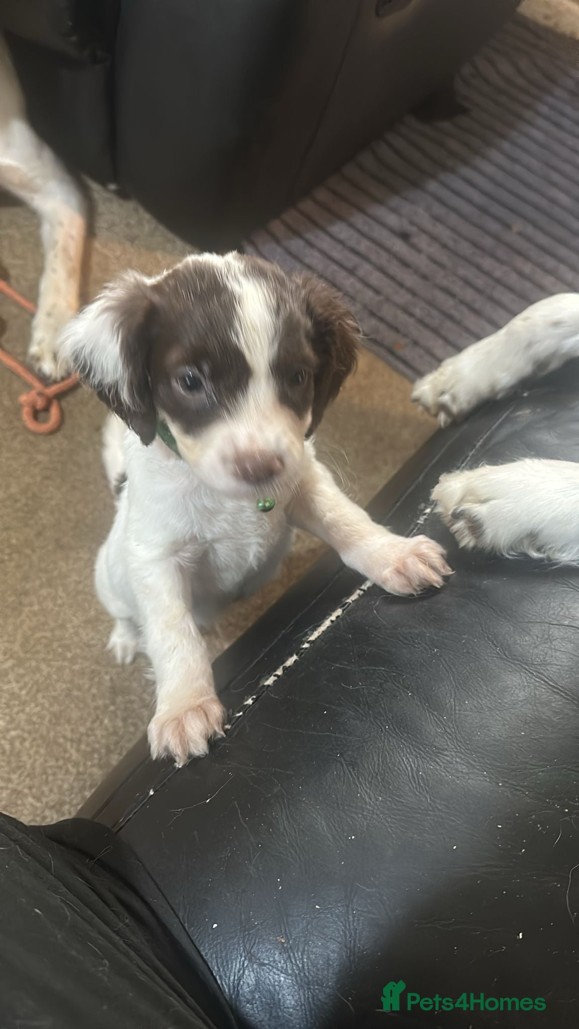 English Springer Spaniel dogs 2 BOYS LEFT - Liver & White Springer Spaniel Pups - Advert 2
