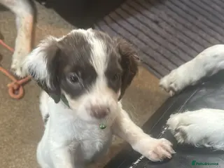 English Springer Spaniel dogs 2 BOYS LEFT - Liver & White Springer Spaniel Pups - Advert 2