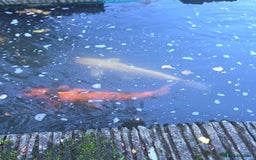 Koi Carp fish for sale: Variety of koi fish size from 35cm to 45 - Advert 9
