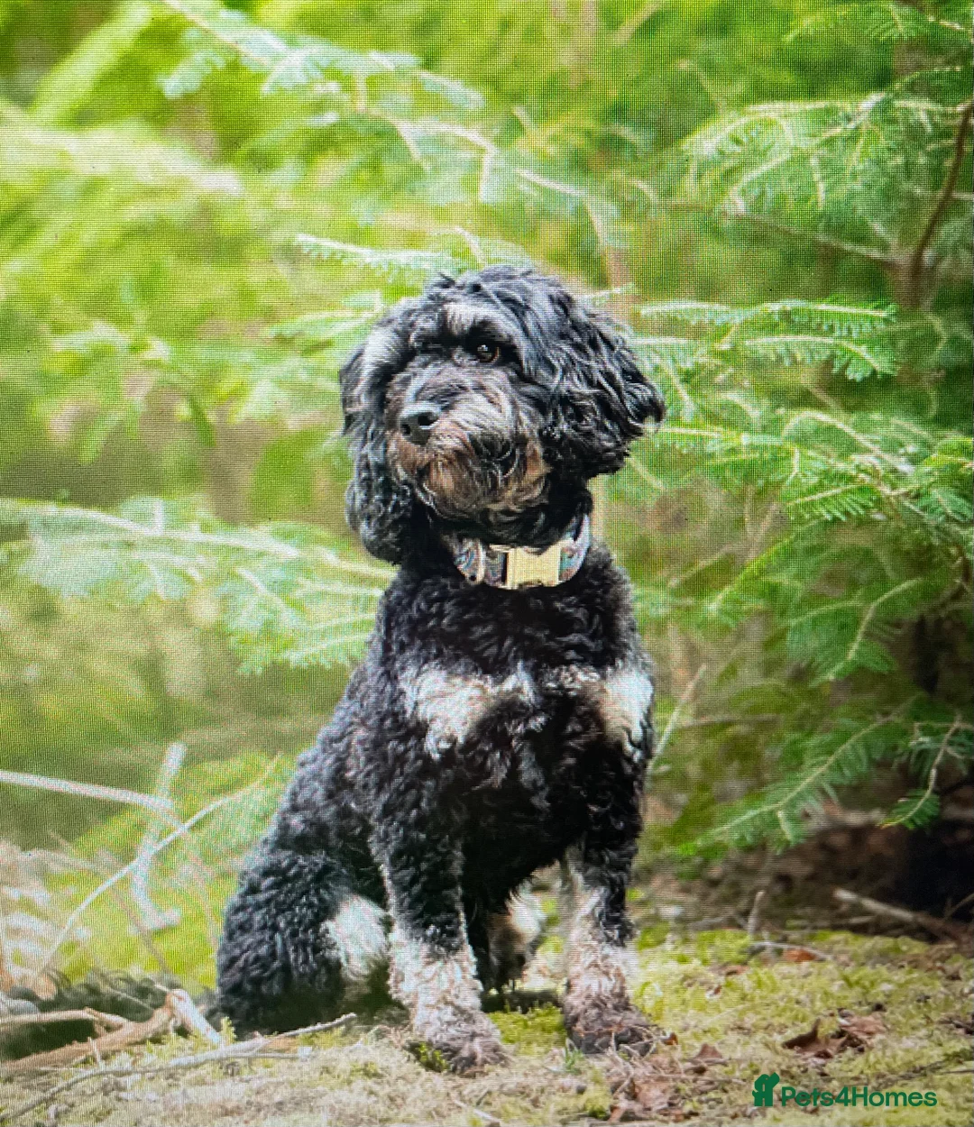Cockapoo dogs for stud: F1 tri coloured phantom cockapoo for stud in Bournemouth - Advert 6