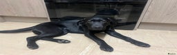 Labrador Retriever dogs for sale: Amy - stunning puppy  - Advert 1