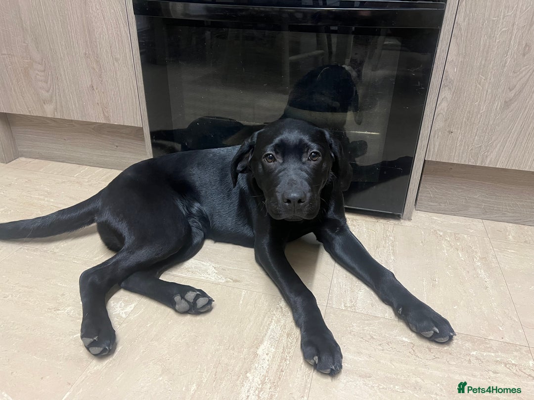 Labrador Retriever dogs for sale: Amy - stunning puppy  - Advert 1