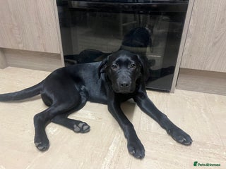 Labrador Retriever dogs Amy - stunning puppy - Advert 1