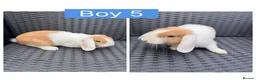 English Lop rabbits for sale: Lop rabbits ready to leave now - 5 Girls 5 Boys - Advert 10