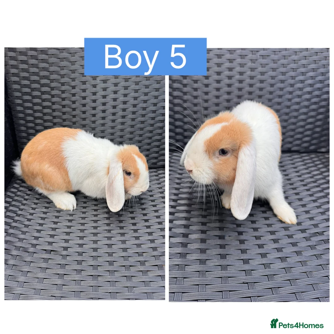 English Lop rabbits for sale: Lop rabbits ready to leave now - 5 Girls 5 Boys - Advert 10