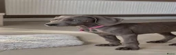 Weimaraner dogs for sale: ✨💗 KC REGISTERED WEIMARANER PUPPIES AVAILABLE 💗✨ - Advert 6