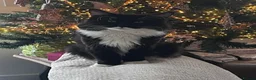 Maine Coon cats for sale: uther - male maine coon un-neutered  - Advert 19