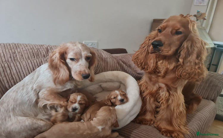 Cocker Spaniel dogs Show Golden Cocker Spaniel Stud - Advert 17
