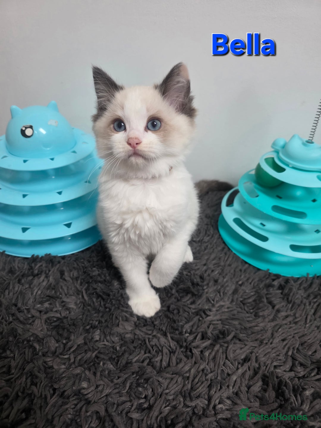 Ragdoll cats for sale: GCCF registered ragdoll kittens  - Advert 39