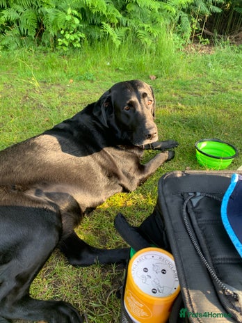 Springador dogs - Advert 8