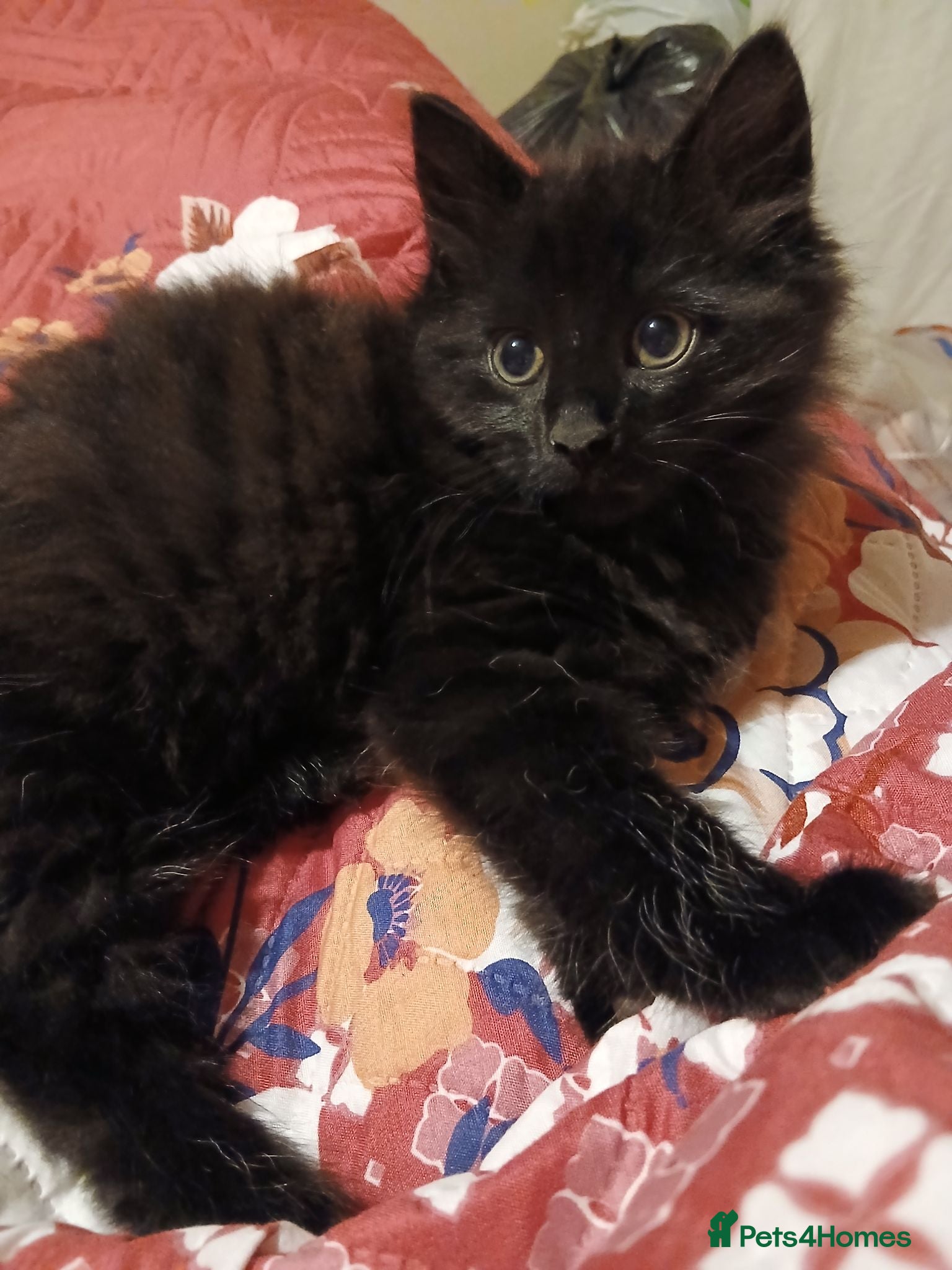 British Longhair cats Onyx male domestic long hair - Advert 1