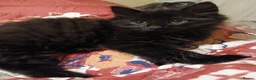 British Longhair cats for sale: Onyx male domestic long hair - Advert 1