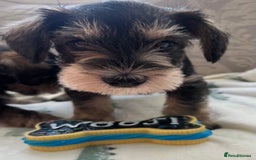 Miniature Schnauzer dogs for sale: 🐾🐶Schnauzer/Schnoodles🐶🐾 - Image 5