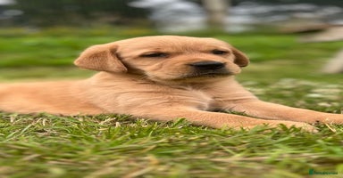 Goldador dogs - Advert 11