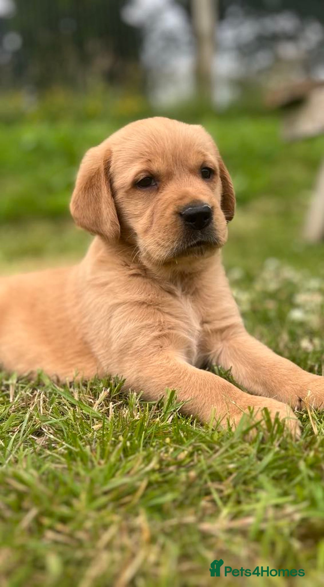 Goldador dogs for sale: Beautiful Chunky Goldador Puppies - Image 3