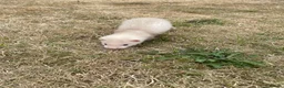 Ferret rodents for sale: 3 Standard Size Working Ferrets For Sale - Advert 5