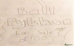 Python Snake reptiles for sale: Baby ball python looking for a loving home - Image 1