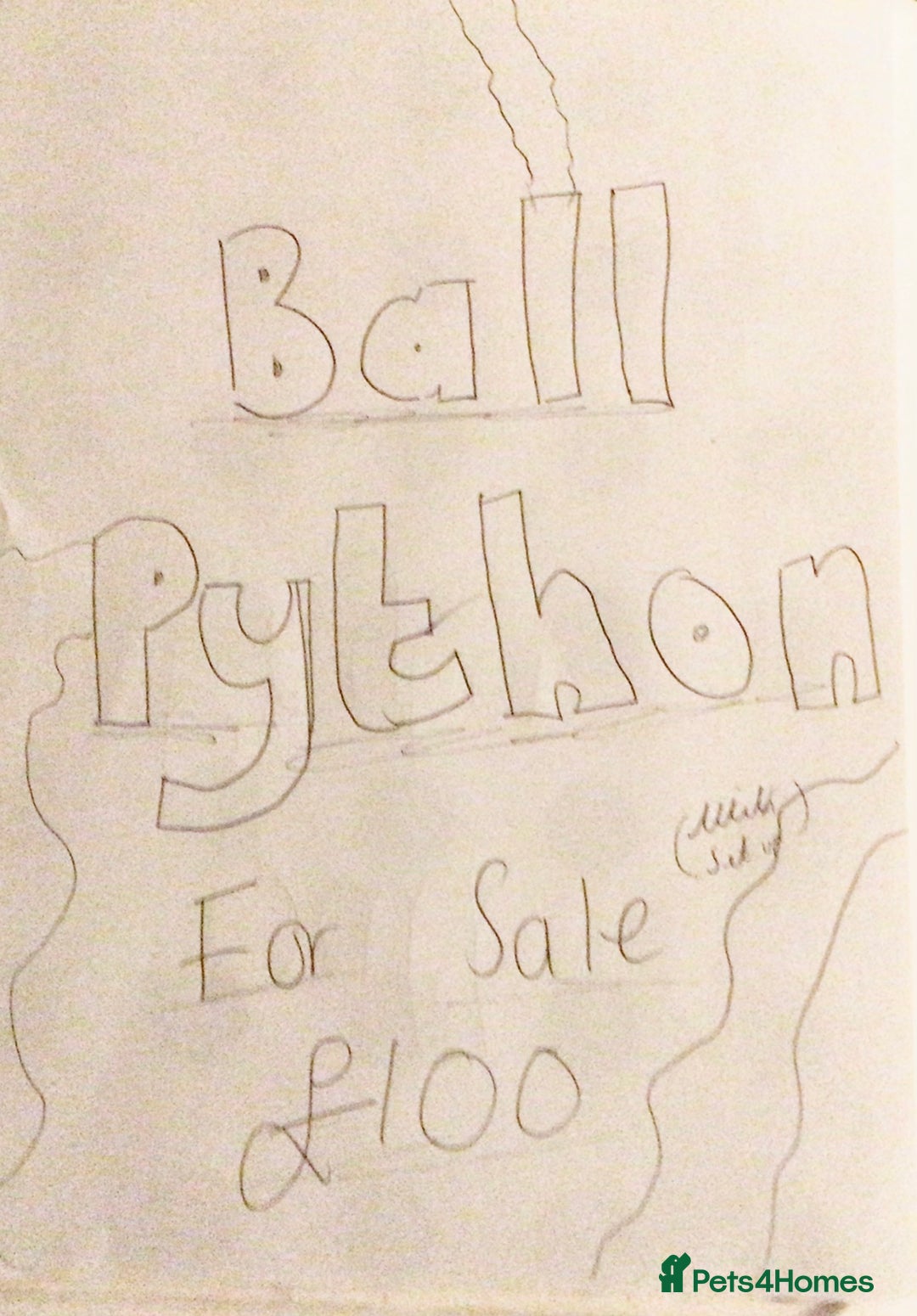 Python Snake reptiles for sale: Baby ball python looking for a loving home - Image 1