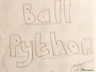 Python Snake reptiles - Advert 2