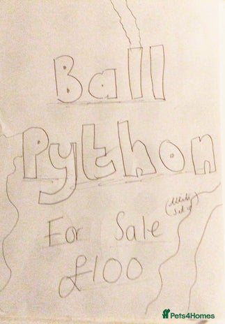 Python Snake reptiles - Advert 4