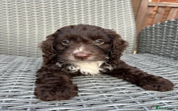Cockapoo dogs for sale: Vet checked stunning Chocolate Cockapoo boy ready  - Image 7