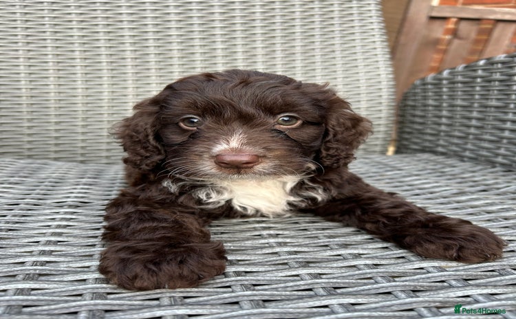 Cockapoo dogs - Advert 4