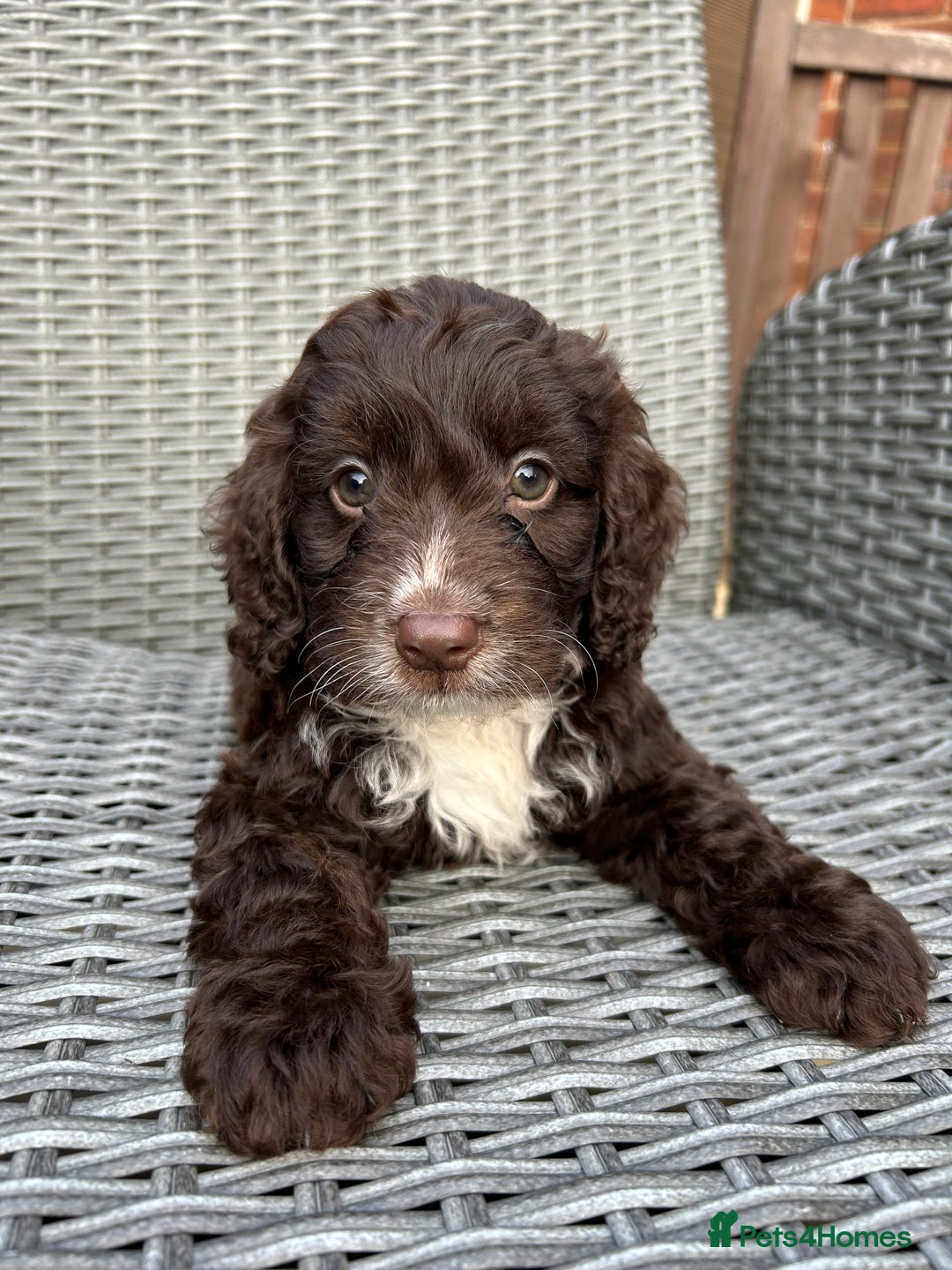Cockapoo dogs for sale: Vet checked stunning Chocolate Cockapoo boy ready  - Image 7