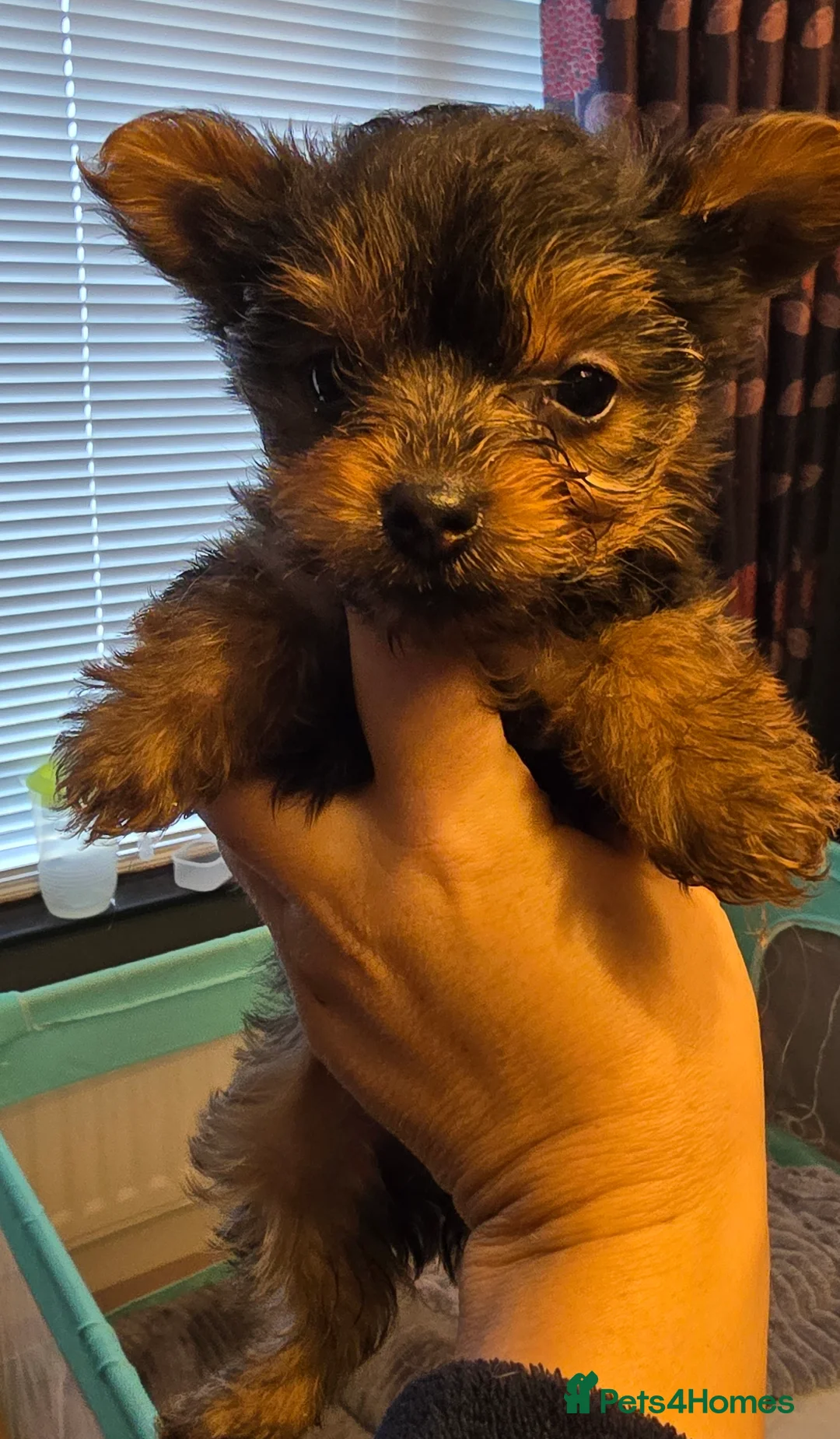 Yorkshire Terrier dogs for sale:  **   Yorkshire Terrier  in Newry - Advert 5