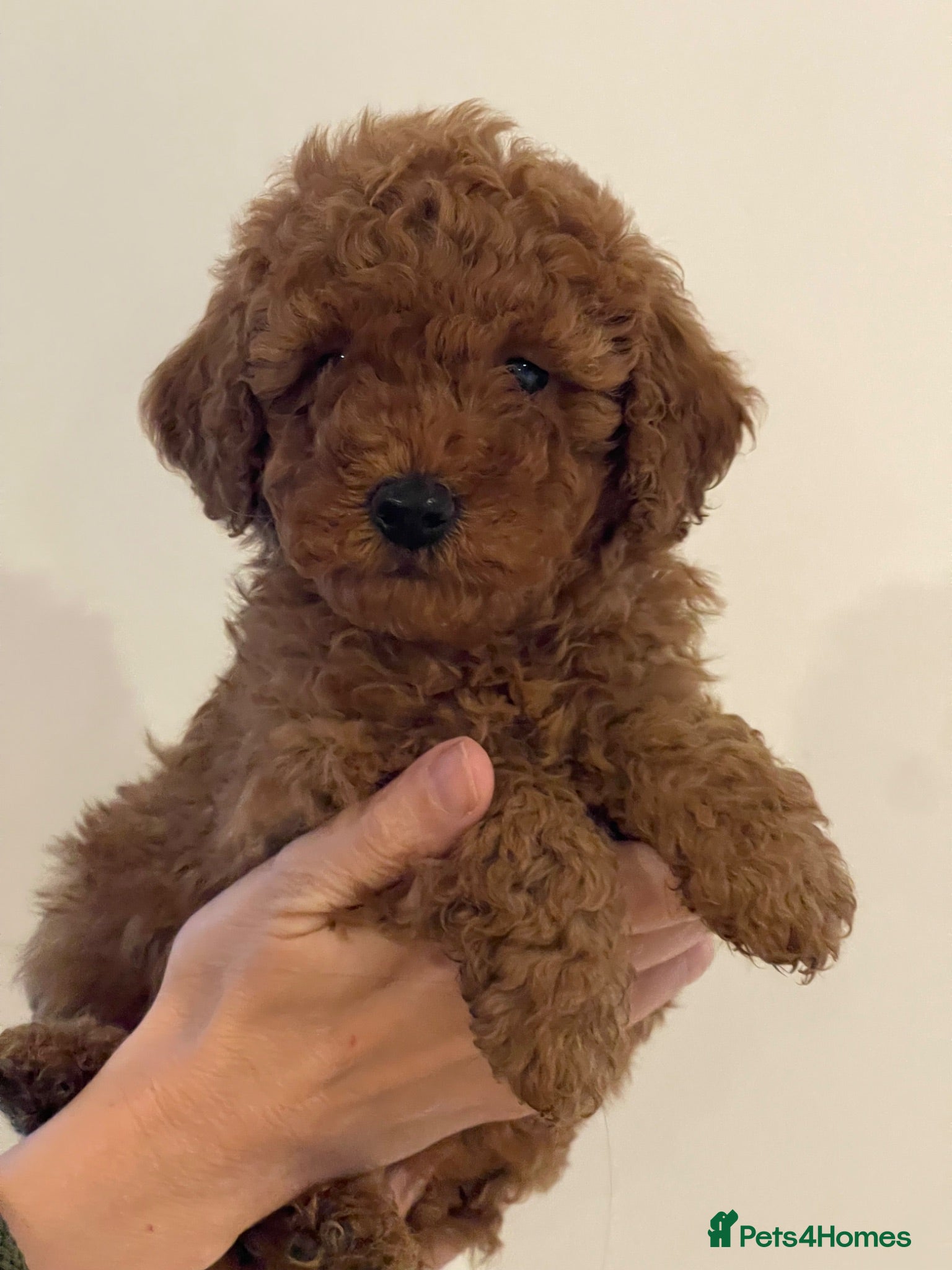 Toy Poodle dogs Beautiful KC reg toy poodle  - Advert 1
