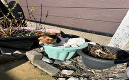 Jack Russell dogs for sale: 2yr old JRT **PLEASE read description** - Image 16