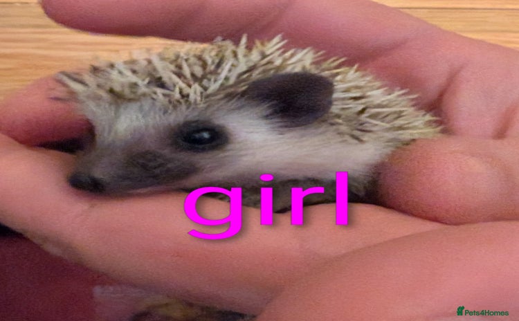 Pygmy Hedgehog rodents - Advert 7